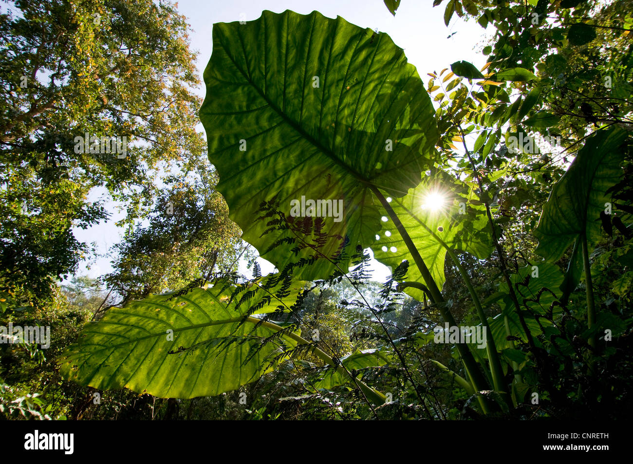 Nacht-duftende Lilie, Riesen aufrecht Elefanten Ohr, Elefanten-Ohr (Alocasia Odora), Blätter im Gegenlicht, Laos Stockfoto
