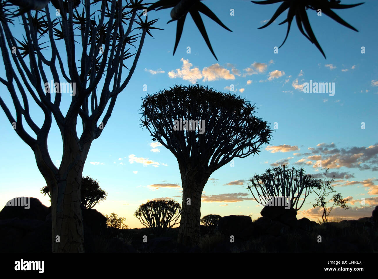 Kokerboom, Quivertree (Aloe Dichotoma), Quivertree Forest bei Sonnenuntergang, Namibia, Keetmanshoop Stockfoto