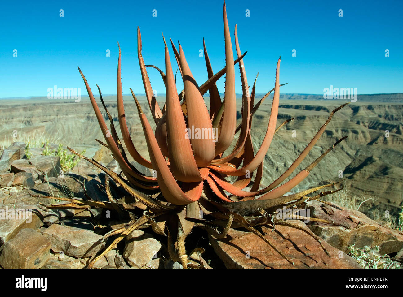 Aloe Gariepensis (Aloe Gariepensis), am Rande des Fish River Canyon, Namibia Stockfoto