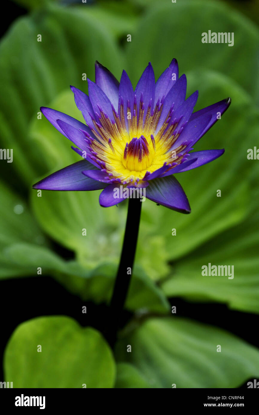 Ägyptische Lotus, blauen Lotus des Nils, blaue Seerose (Nymphaea Caerulea), Blume Stockfoto