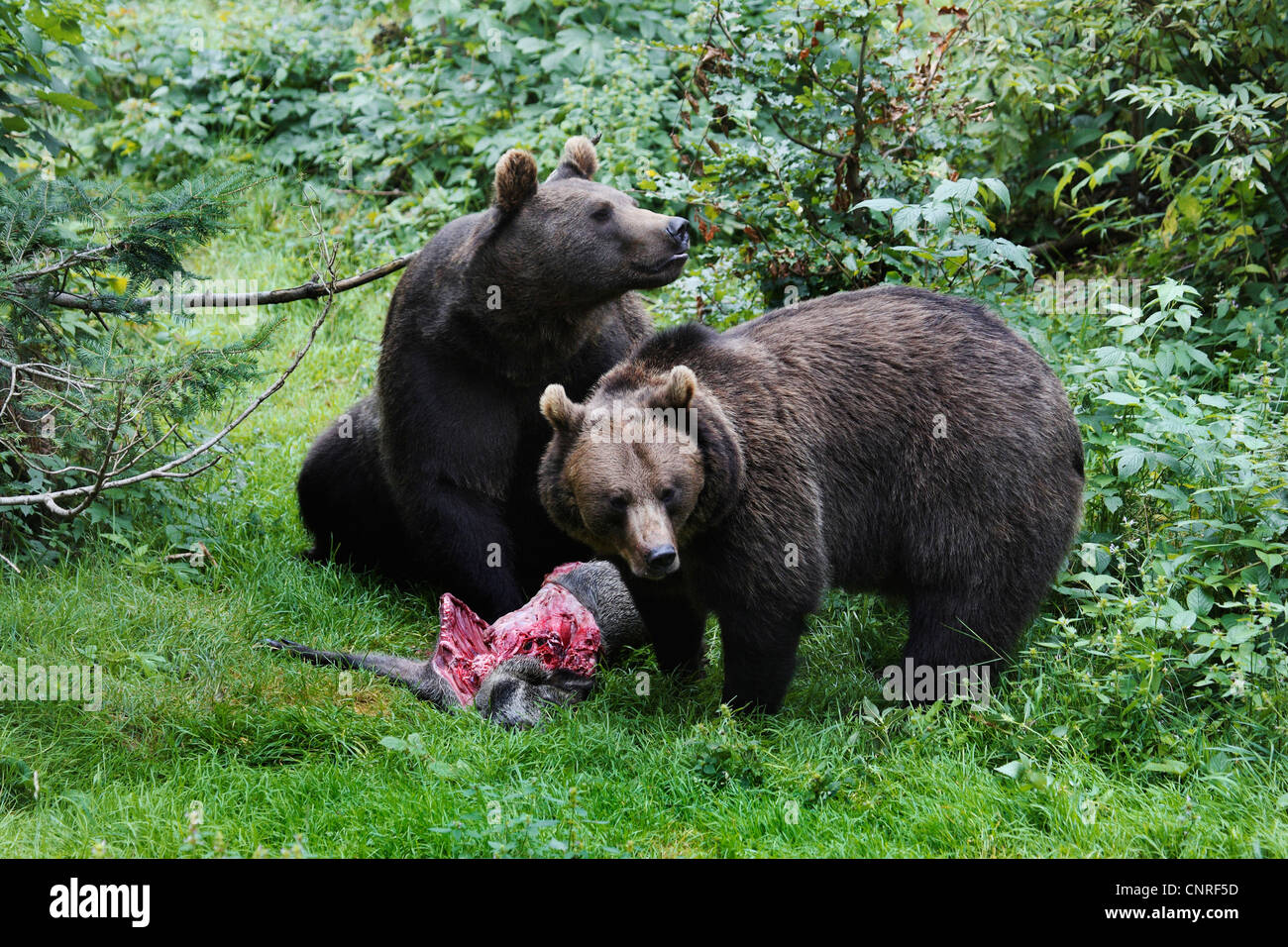 Braunbär (Ursus Arctos), zwei Individuen mit Gefangenen Bache Stockfoto