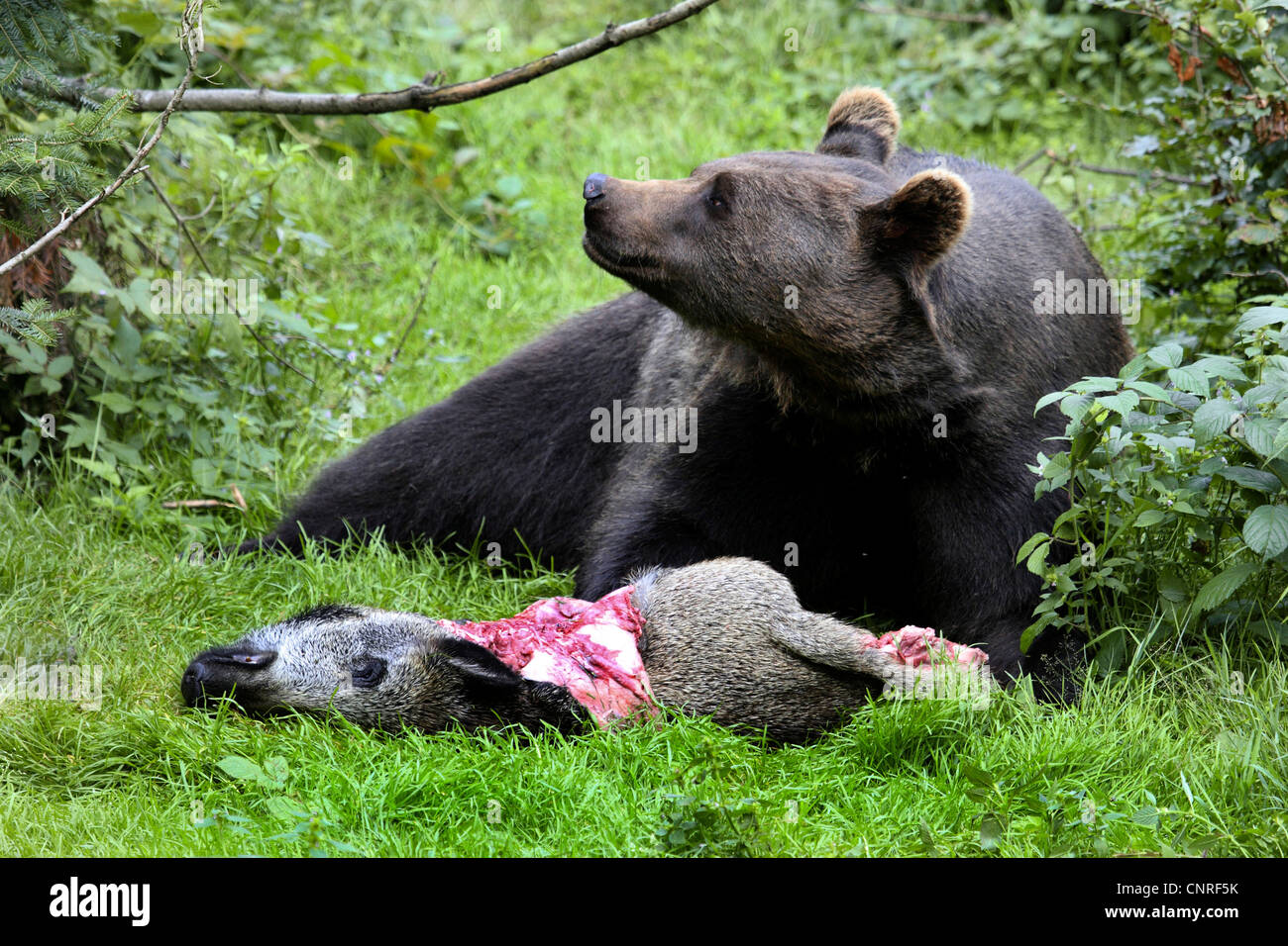 Braunbär (Ursus Arctos), individuelle mit Gefangenen Bache Stockfoto