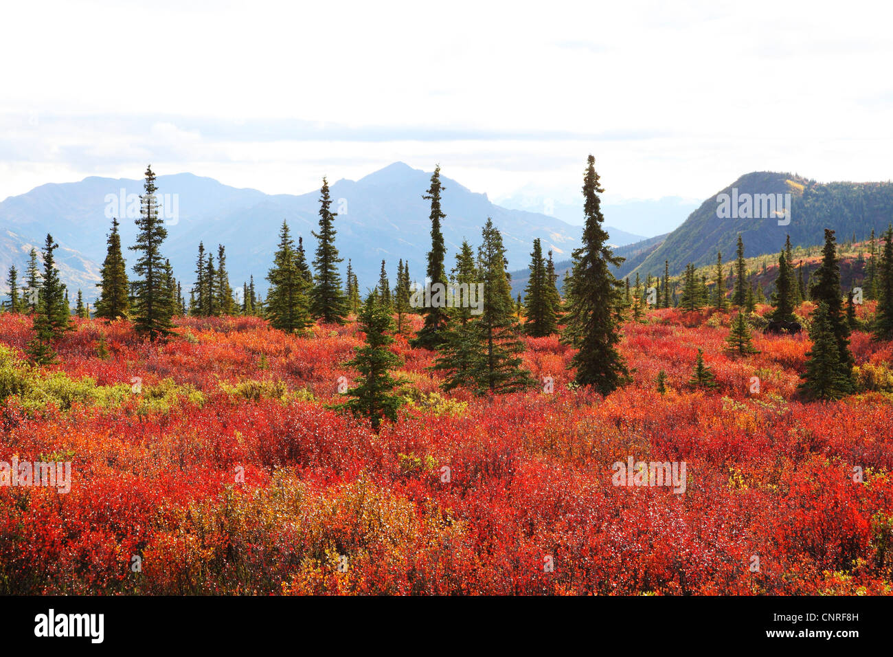 Landschaft im Denali National Park im Herbst, USA, Alaska, Denali Nationalpark Stockfoto