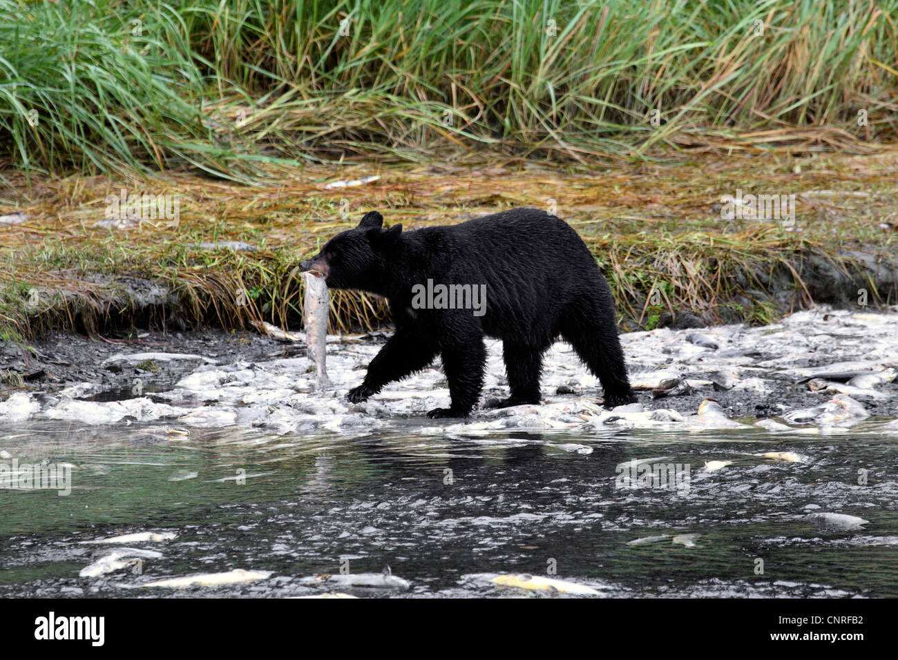 Amerikanische Schwarzbären (Ursus Americanus), am Ufer mit Tote Lachse, USA, Alaska Stockfoto