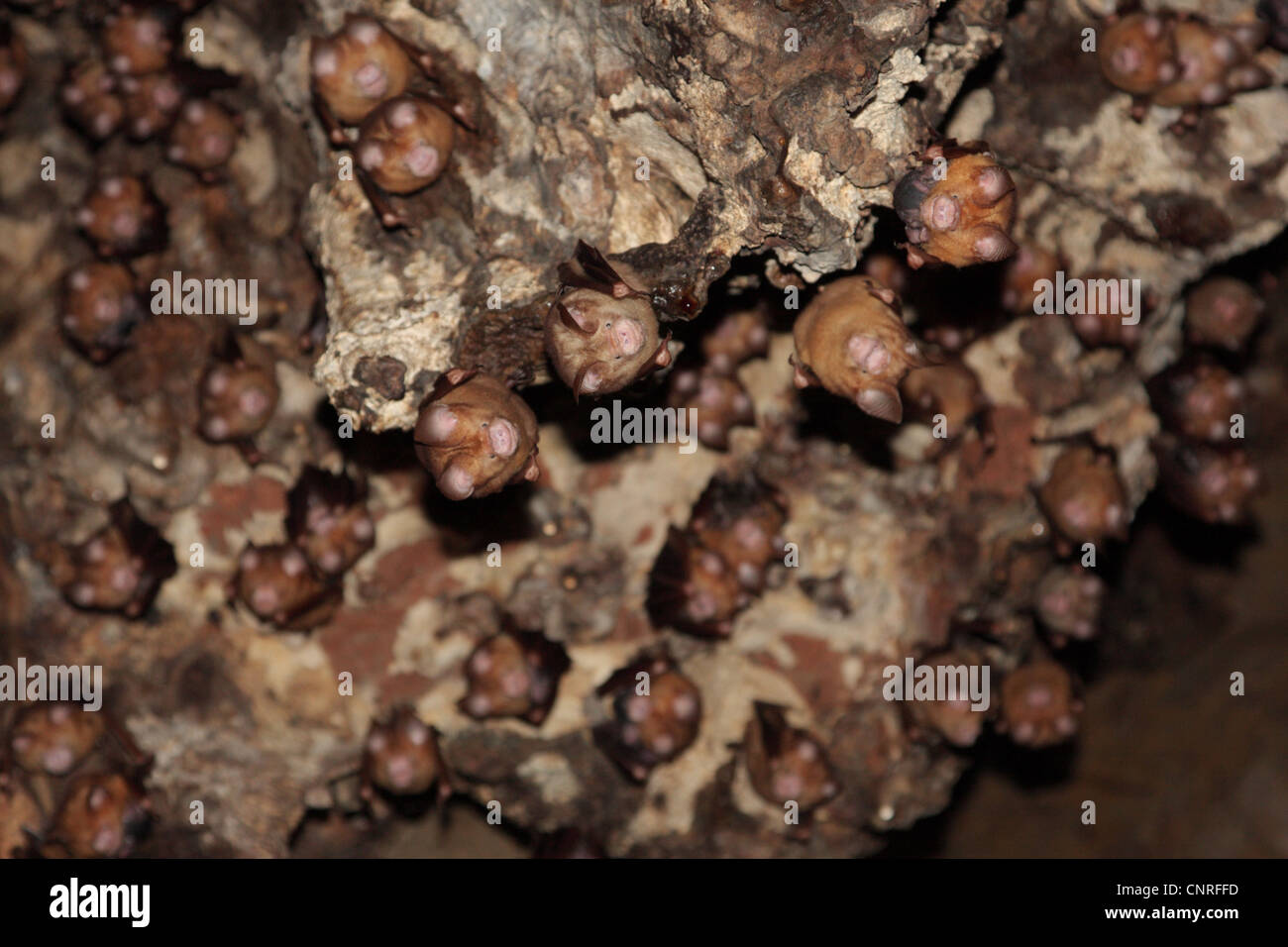 Alten Welt Blatt-gerochene Fledermäuse (Hipposideridae (Chiroptera)), Kolonie ruht auf Kalkstein, Thailand, Phuket, Phang Nga Bucht Stockfoto