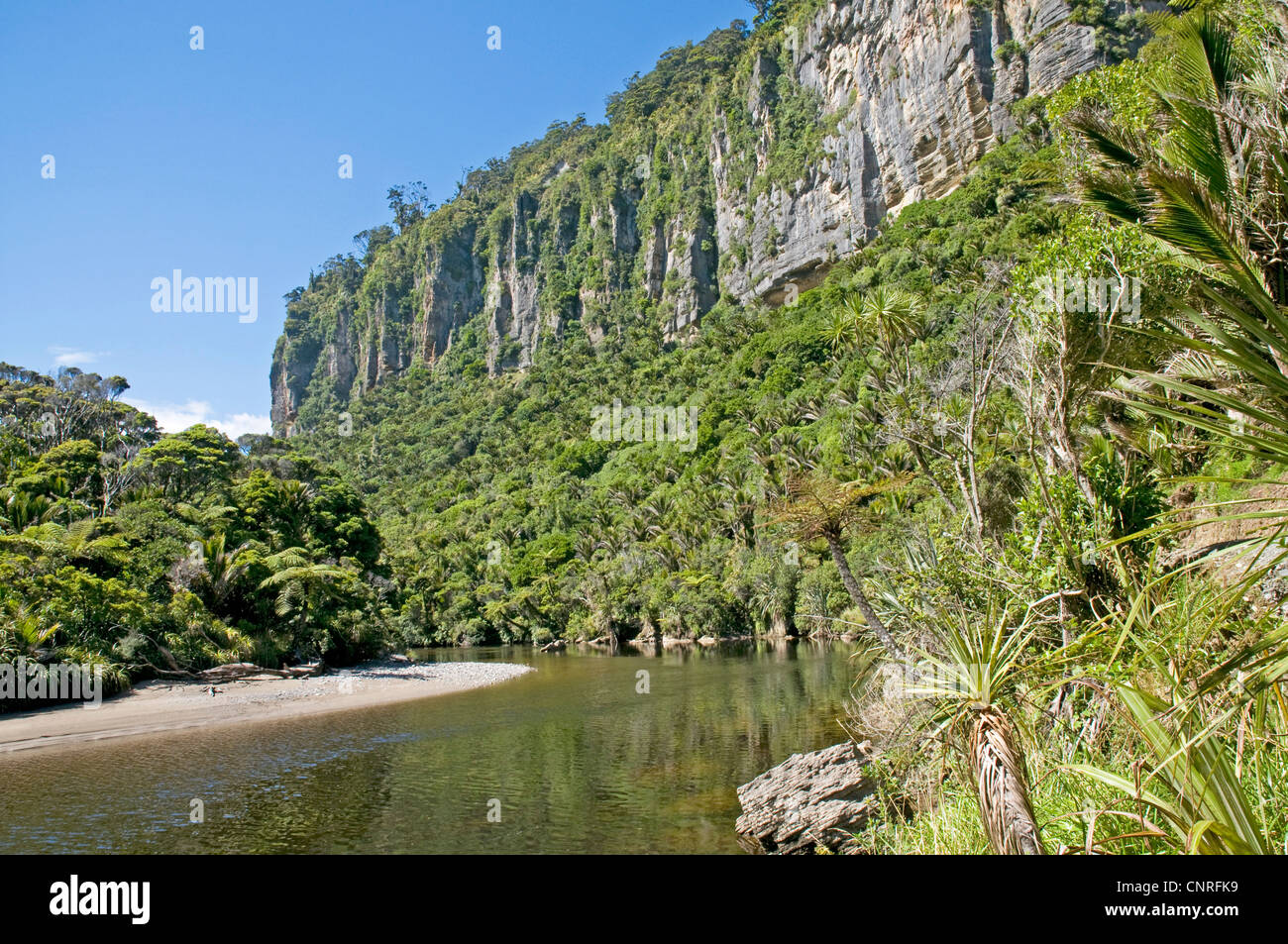 Beeindruckende Bush Walk Landschaft entlang des Pororari Flusses in Paparoa National Park, Neuseeland Stockfoto