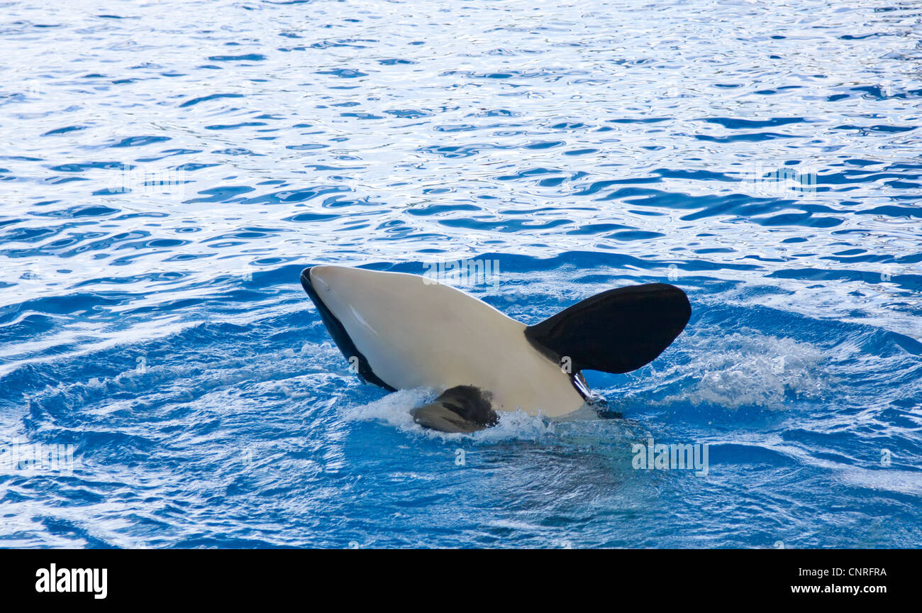 Orca Wale Orcinus Orca Show Loro Parque Teneriffa Kanarische Inseln Stockfoto