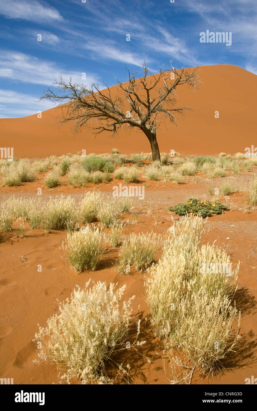Namib Wüste; Düne 45 in der Nähe von Sesriem, Namibia Stockfoto