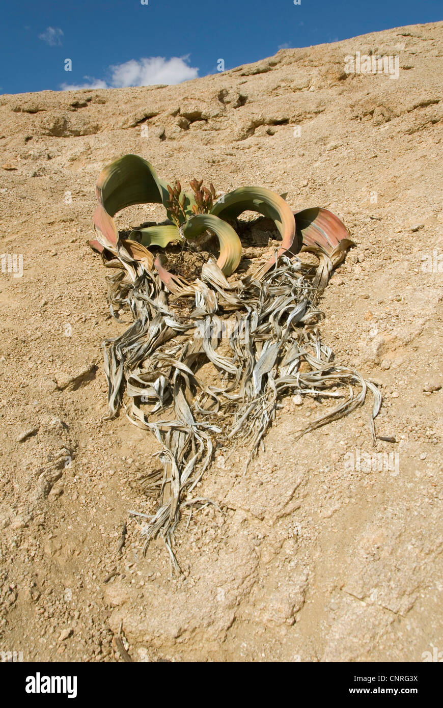 Baum Tumbo, Tumboa, Welwitschia (Welwitschia Mirabilis), wachsen am Hang entlang der Welwitschia Drive, Namibia, Swakopmund Stockfoto