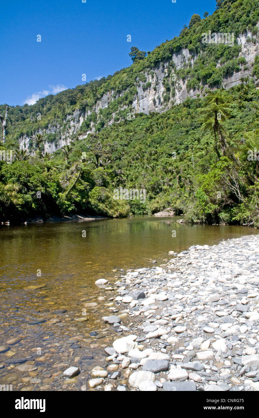 Beeindruckende Bush Walk Landschaft entlang des Pororari Flusses in Paparoa National Park, Neuseeland Stockfoto