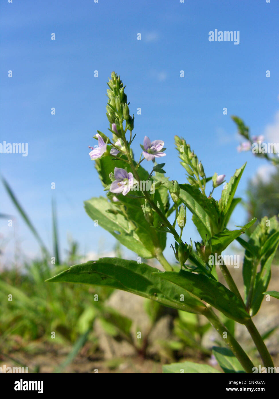 Wasser-Ehrenpreis, blauer Wasser-Ehrenpreis, Bach-Pimpernell (Veronica Anagallis-Aquatica), blühen, Deutschland, Sachsen-Anhalt Stockfoto