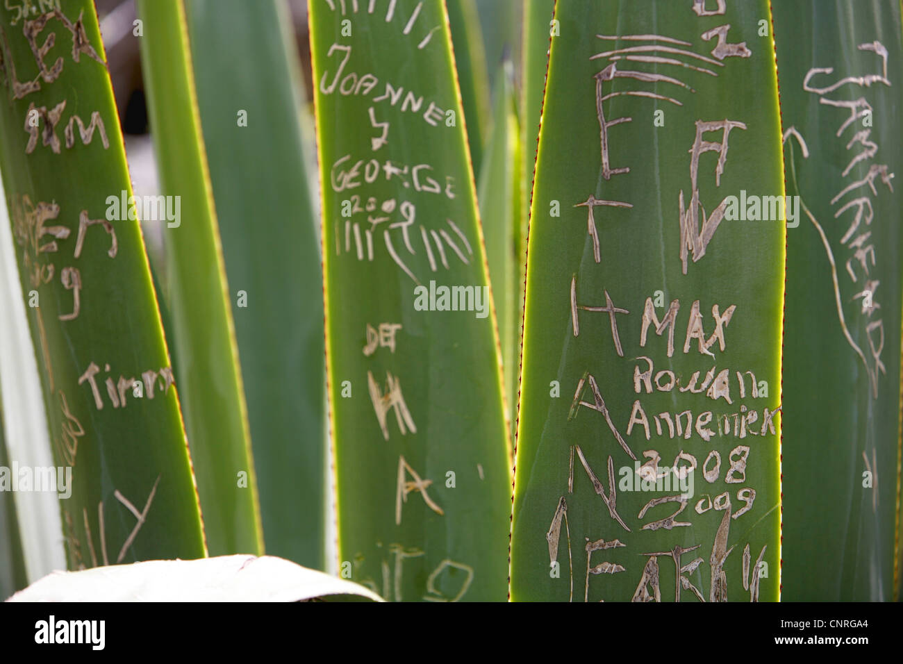 Namen der Besucher in den Blättern der Agavaceae, Niederlande Antillen, Bonaire, Karpata zerkratzt Stockfoto