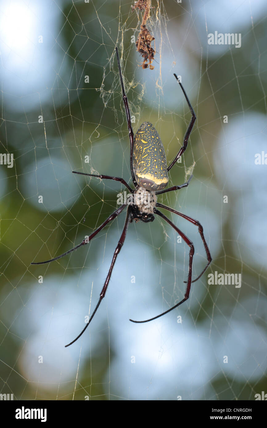 Seidenspinne (Nephila), im Netz mit einem Durchmesser von 1 m, Thailand, Khao Lak Nationalpark Stockfoto