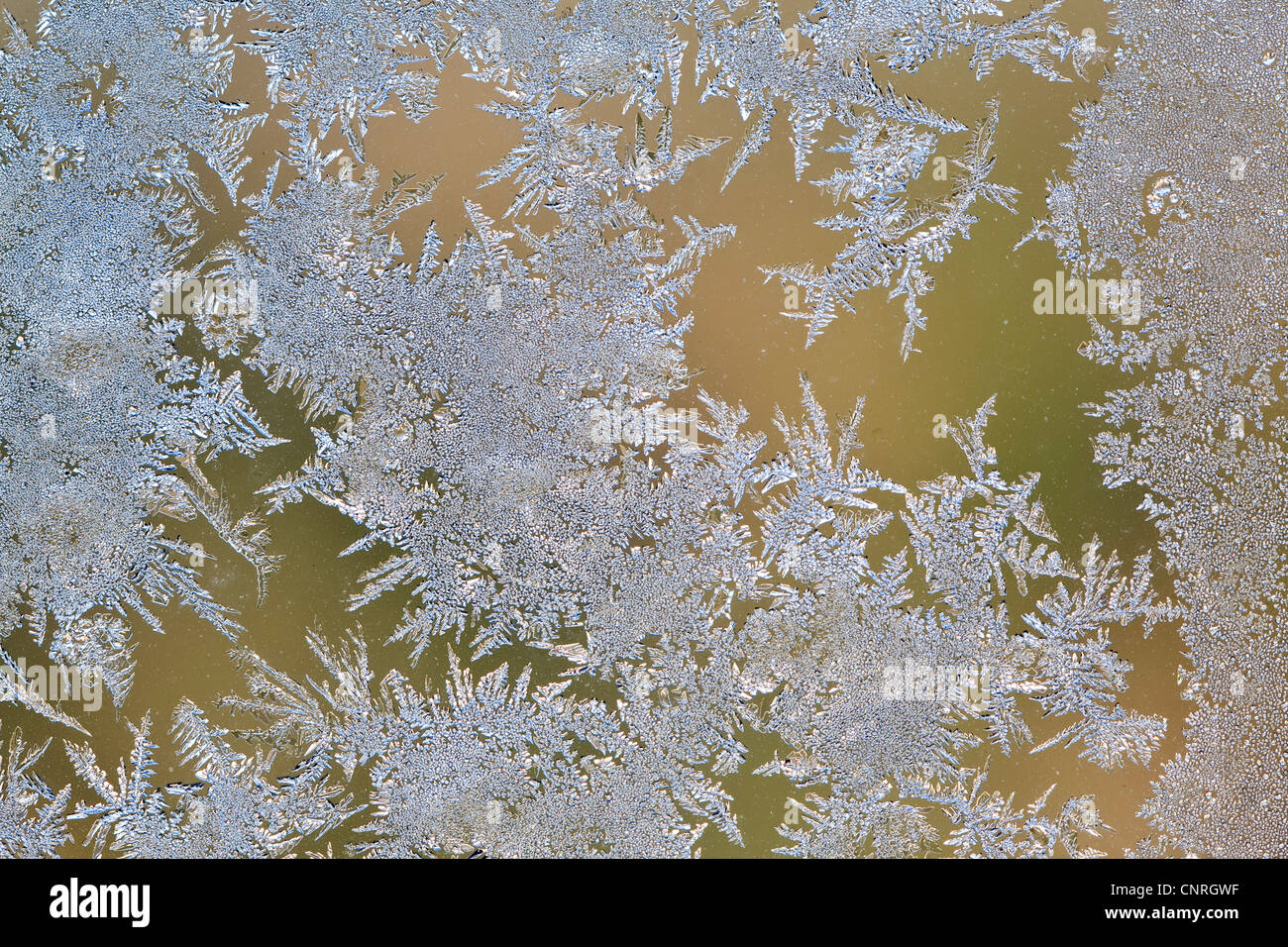 Eisblumen am Fenster, Deutschland Stockfoto