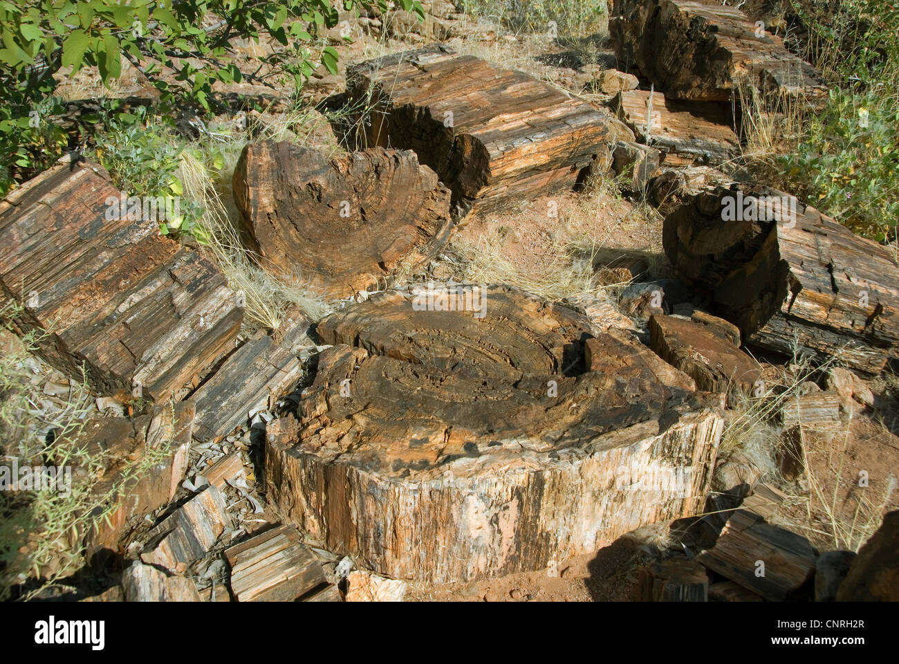 Drei Etappen der versteinerte Wald, Namibia, Khorixas Stockfotografie