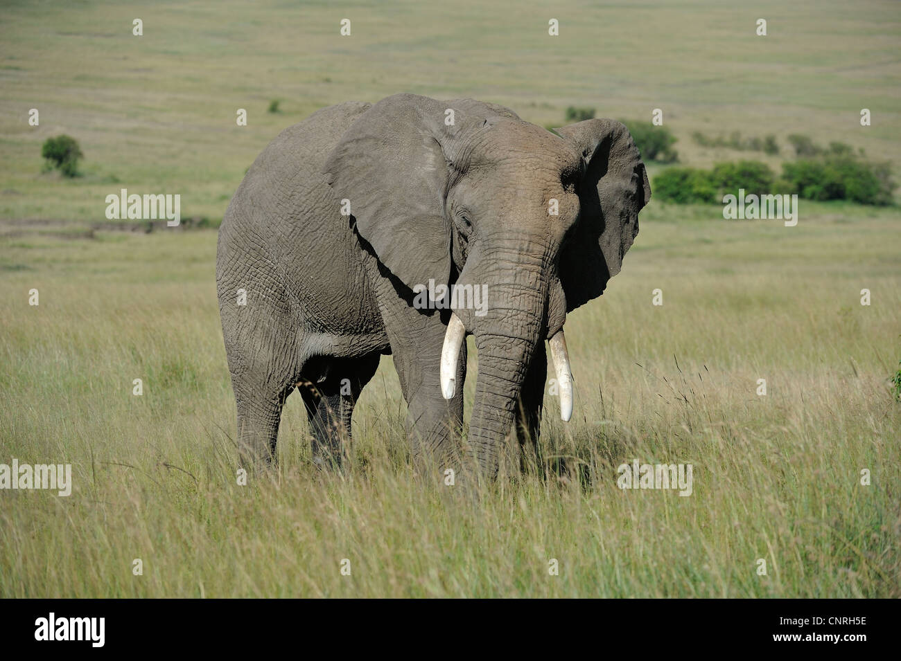 Afrikanischen Busch Elefant - Savanne Elefanten - Bush Elefant (Loxodonta Africana) Weiden in der Savanne Masai Mara - Kenia Stockfoto