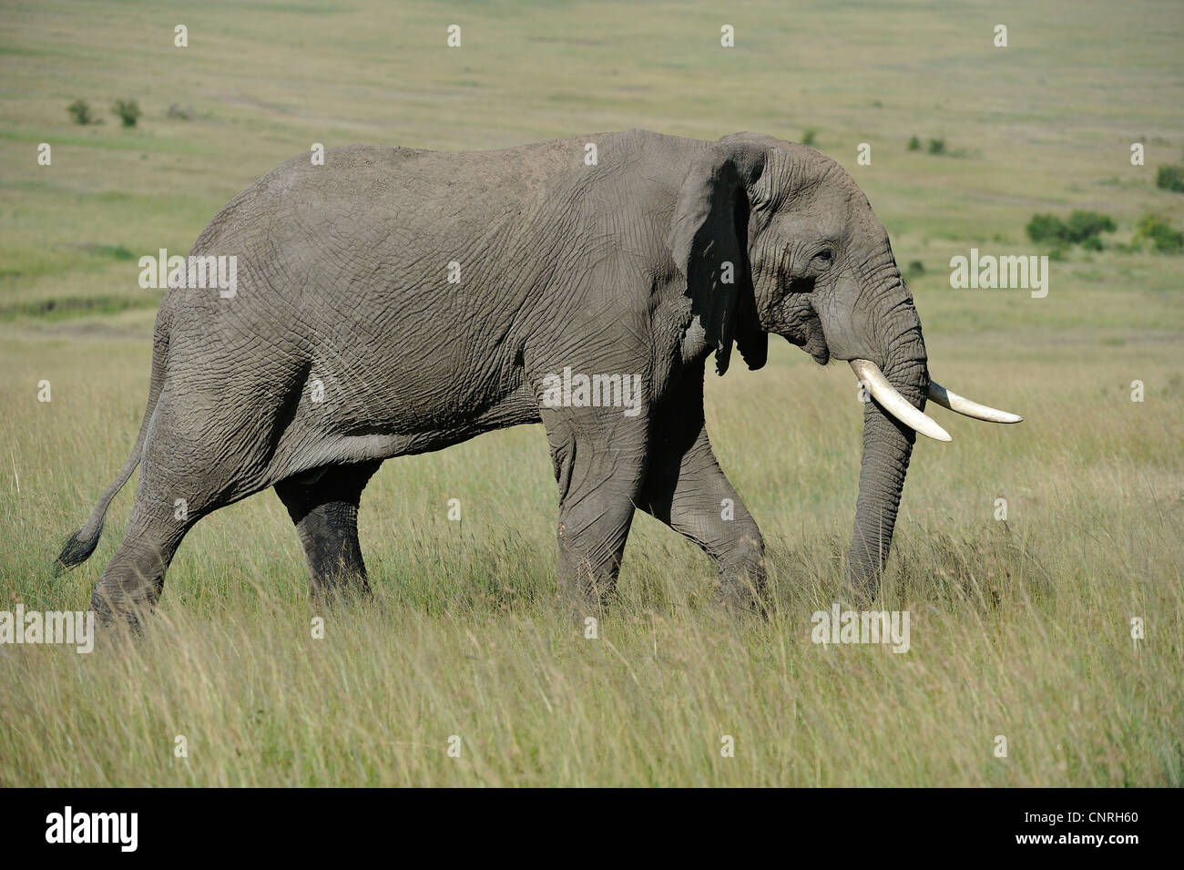 Afrikanischen Busch Elefant - Savanne Elefanten - Bush Elefant (Loxodonta Africana) zu Fuß in der Savanne Masai Mara - Kenia Stockfoto