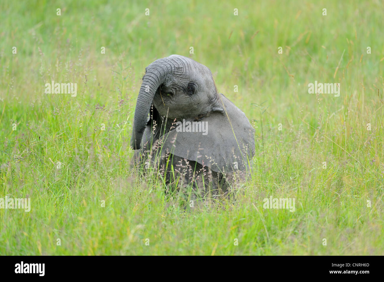 Afrikanischen Busch Elefant - Savanne Elefanten - Bush Elefant (Loxodonta Africana) Kalb spielen in den hohen Gräsern in Masai Mara Stockfoto