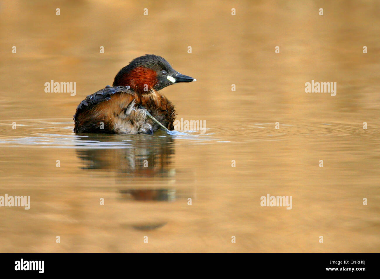 wenig Grebe (Podiceps Ruficollis, Tachybaptus Ruficollis), Baden, Deutschland Stockfoto