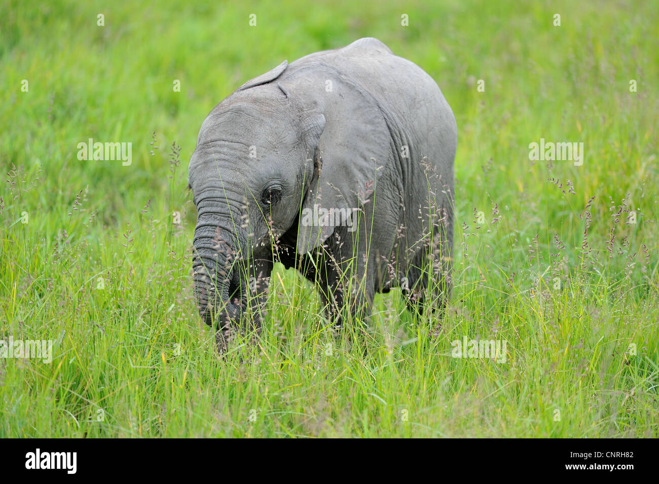 Afrikanischen Bush Elefanten - Savanne Elefanten - Bush Elefant (Loxodonta Africana) Kalb stehen in den hohen Gräsern in Masai Mara Stockfoto