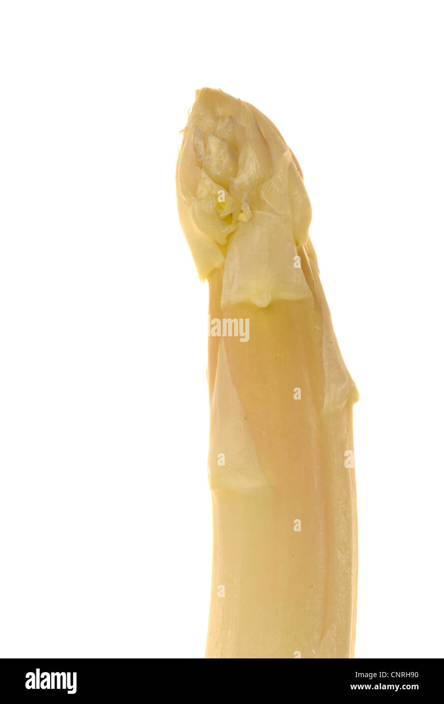 Garten Sie-Spargel, Spatz Gras, Wildspargel (Spargel Officinalis), ein Spargel-Tipp Stockfoto