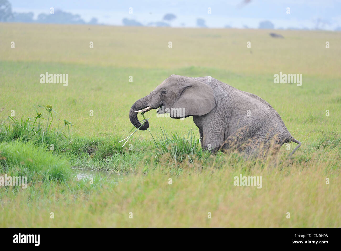 Afrikanischen Bush Elefanten - Savanne Elefanten - Bush Elefant (Loxodonta Africana) Weiden in einem Sumpf Masai Mara - Kenia Stockfoto