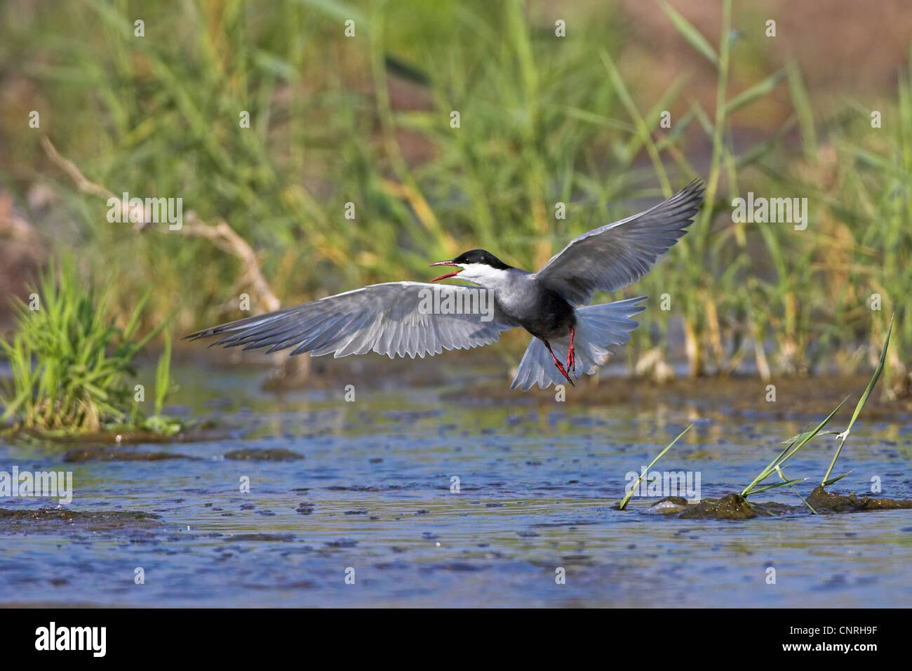 Weissbart-Seeschwalbe (Chlidonias Hybrida) fliegen dicht über dem Wasser, USA Stockfoto