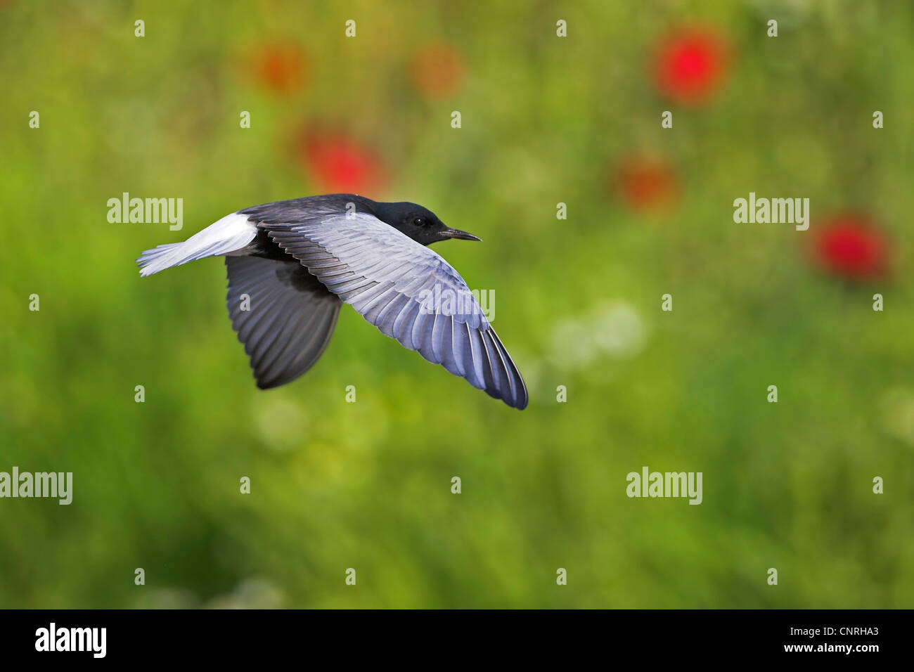 weiß-winged schwarzen Seeschwalbe (Chlidonias Leucopterus), fliegen, Europa Stockfoto