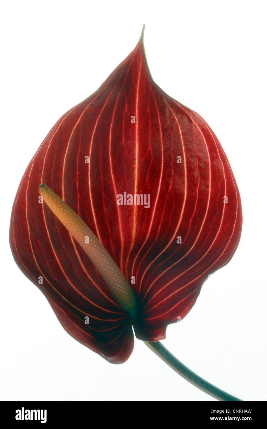 Flamingo-Anlage (Anthurium spec.), Blütenstand mit roten spatha Stockfoto