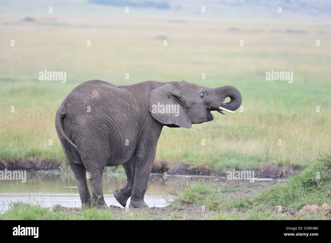 Afrikanischen Bush Elefanten - Savanne Elefanten - Bush Elefant (Loxodonta Africana) trinken in einem Sumpf Masai Mara - Kenia Stockfoto