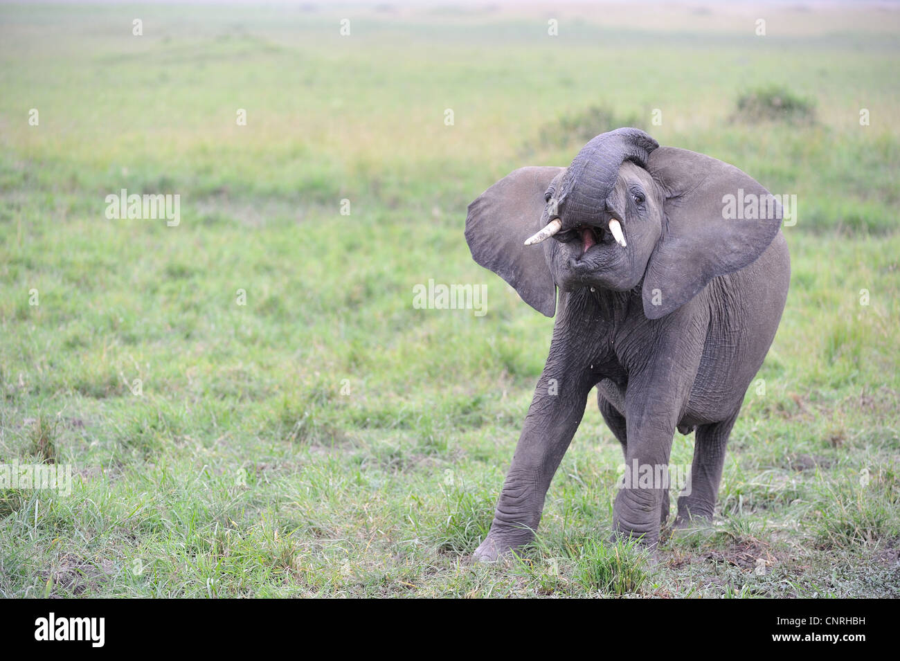 Afrikanischer Elefant - Savanne Elefanten - Bush Elefant (Loxodonta Africana) Einschüchterung Bewegung eines Kalbes Masai Mara - Kenia Stockfoto