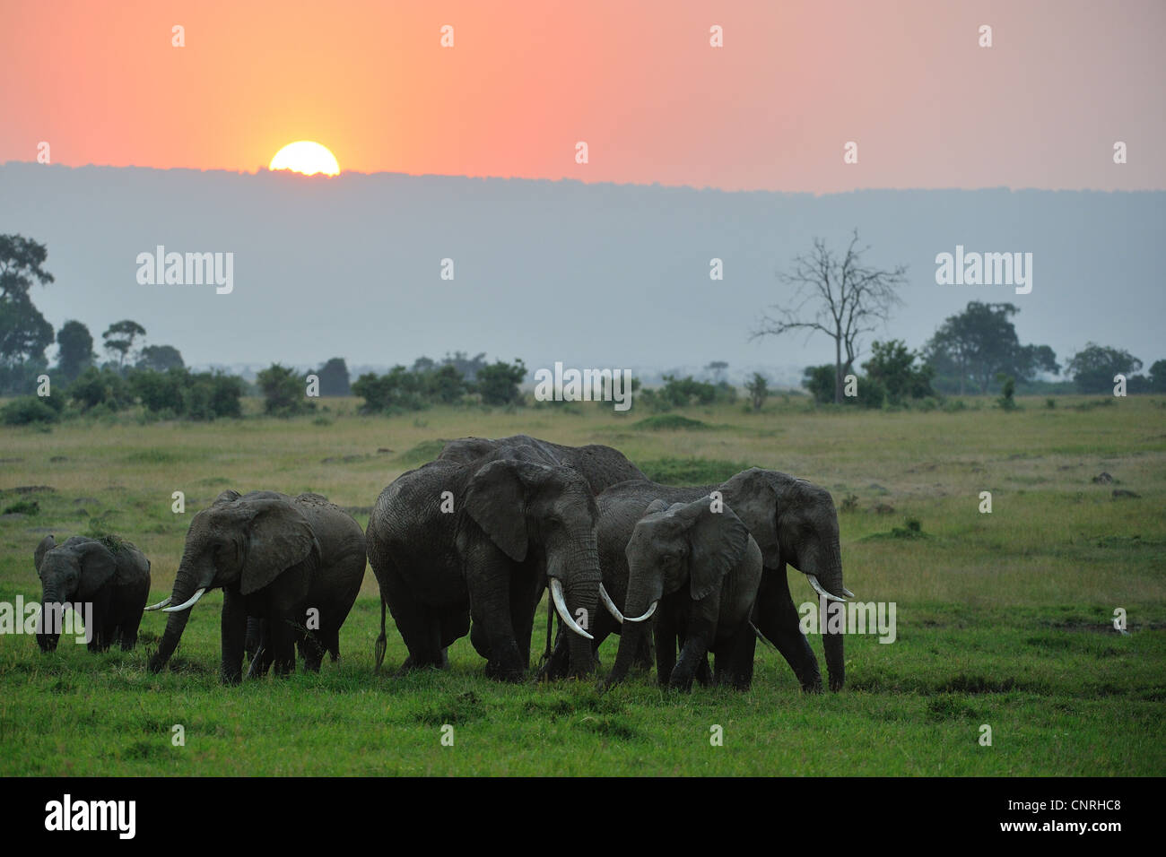 Afrikanische Elefanten - Savanne Elefanten - Bush Elefant (Loxodonta Africana) Herde weiden bei Sonnenuntergang Masai Mara - Kenia Stockfoto