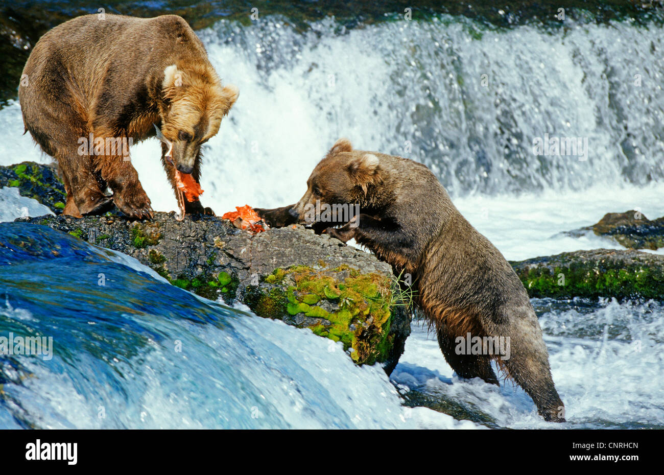 Brauner Bär, Grizzly Bär (Ursus Arctos Horribilis), Zwo Personen fangen Lachse, USA, Alaska, Denali Nationalpark Stockfoto