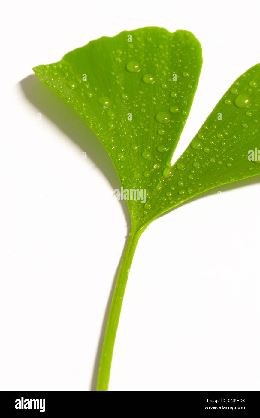 tausend-Baum, Ginkgo-Baum, Ginkgo Baum, Ginko (Ginkgo Biloba), Einzelnes Blatt mit Wassertropfen Stockfoto