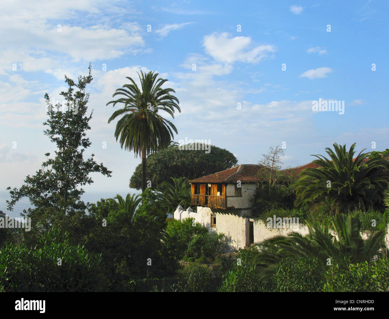 Reißen Sie, Drachenblut, Draegon Baum, Kanarischen Drachenbaum, Drago (Dracaena Draco), Botanischer Garten in Icod mit Famos tausend Jahre alten Drachenbaum, Kanaren, Teneriffa, Icod De Los Vinos Stockfoto