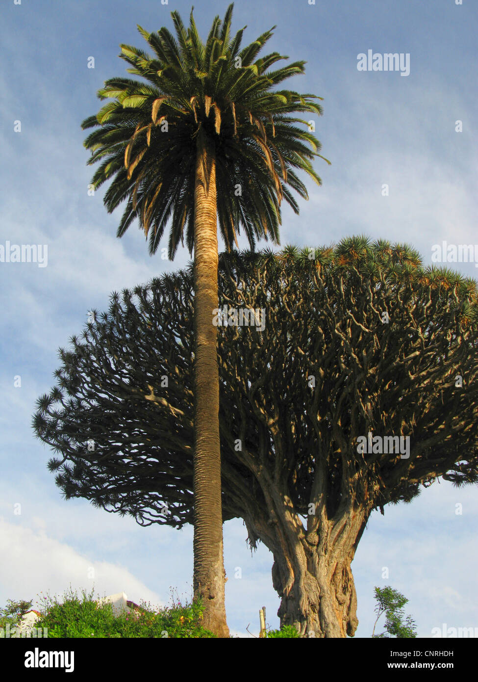 Träne Drachenblut, Draegon Baum, Kanarischen Drachenbaum, Drago (Dracaena Draco), Famos tausend Jahre alten Drachenbaum in Icod mit kanarischen Insel Datum palm, Phonix Canariensis, Kanaren, Teneriffa, Icod De Los Vinos Stockfoto