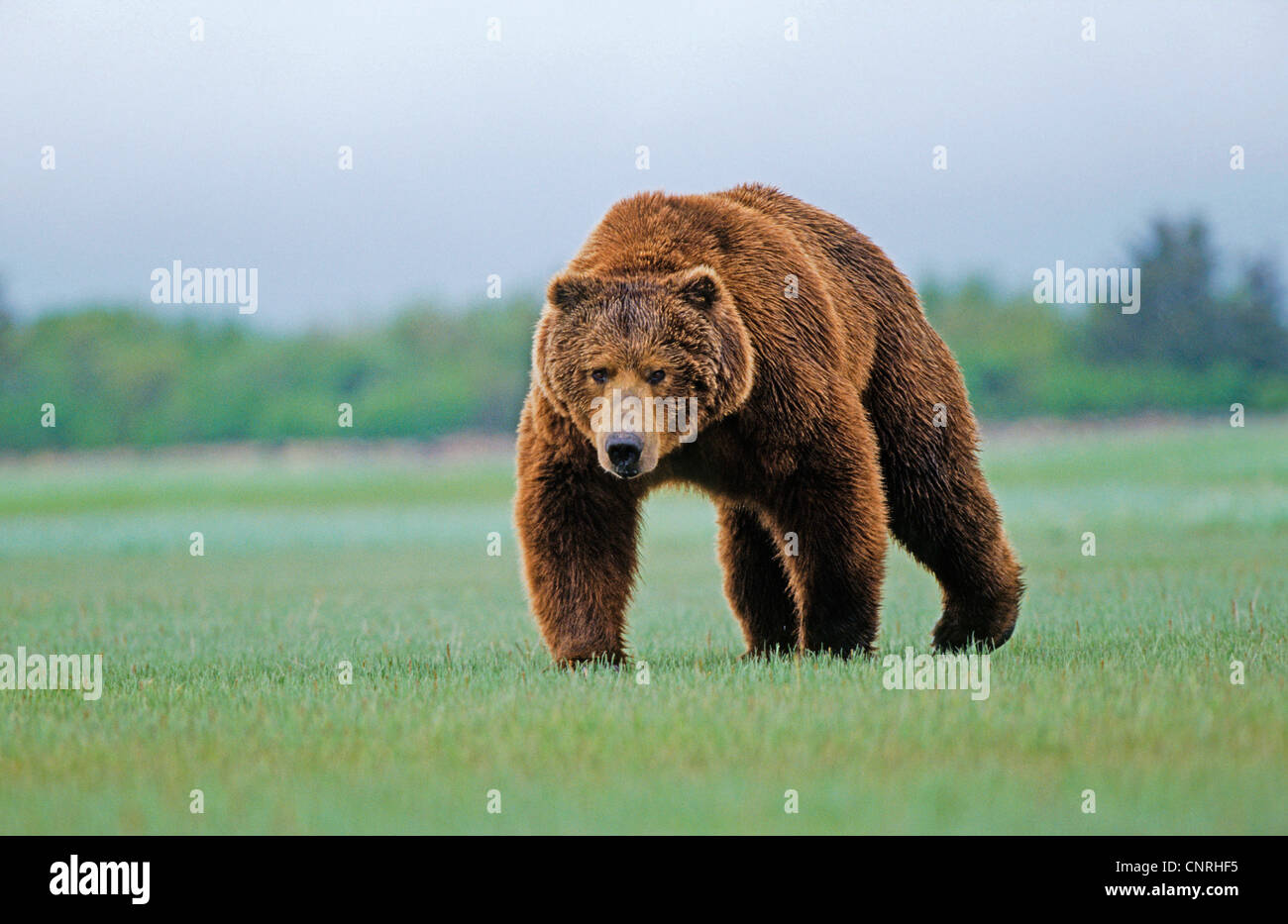 Brauner Bär, Grizzly Bär (Ursus Arctos Horribilis), einzelne individuelle auf Wiese, USA, Alaska, Denali Nationalpark Stockfoto