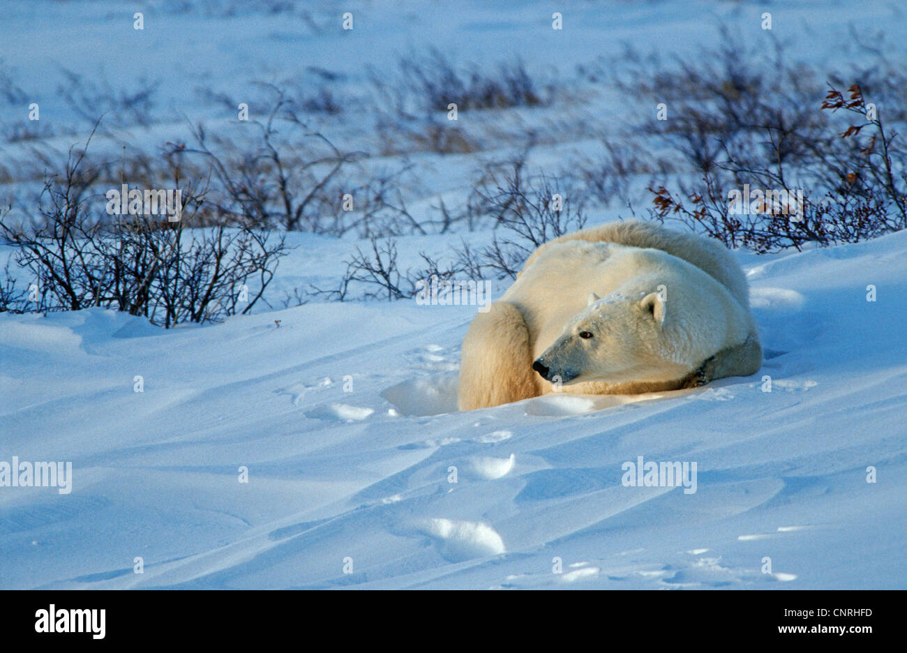 Eisbär (Ursus Maritimus), liegen im Schnee, Kanada, Manitoba, Hudson Bay, Churchill Stockfoto