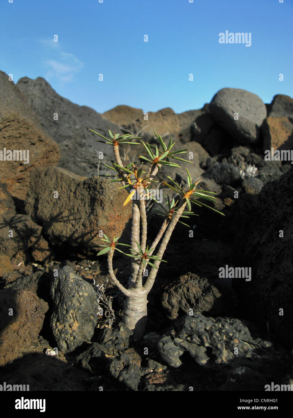 Verode, Berode (Kleinia Neriifolia, Senecio Kleinia), auf vulkanischem Gestein, eine endemisch auf den Kanarischen Inseln, Kanarische Inseln, Teneriffa Stockfoto