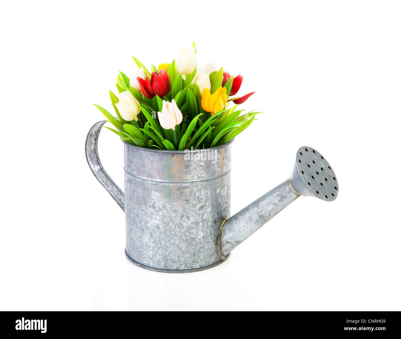 Zink-Gießkanne mit bunten Tulpen auf weißem Hintergrund Stockfoto