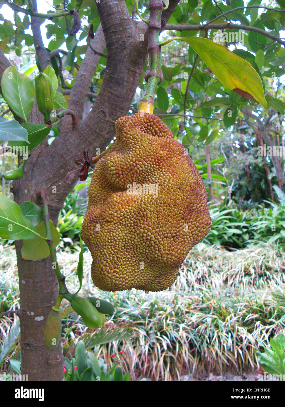Jackfrucht (Artocarpus Heterophyllus), Jack-Frucht auf einem Baum,  Tansania, Sansibar Stockfotografie - Alamy