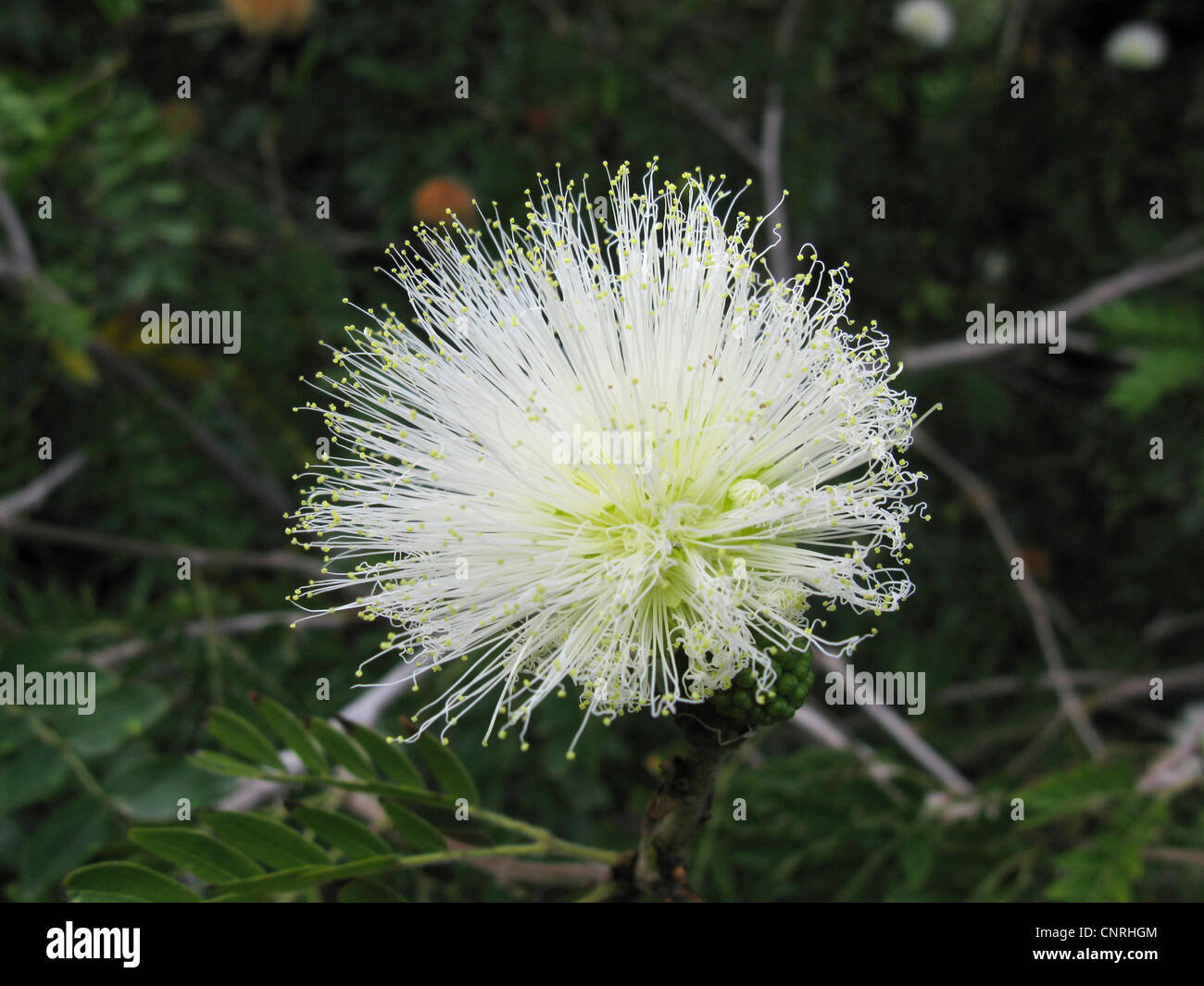 Puderquaste weiß, weiße Pulver Pufftree (Calliandra Haematocephala var. Alba, Calliandra Haematocephala 'Alba', Calliandra Haematocephala Alba), weiße Blütenstand Stockfoto