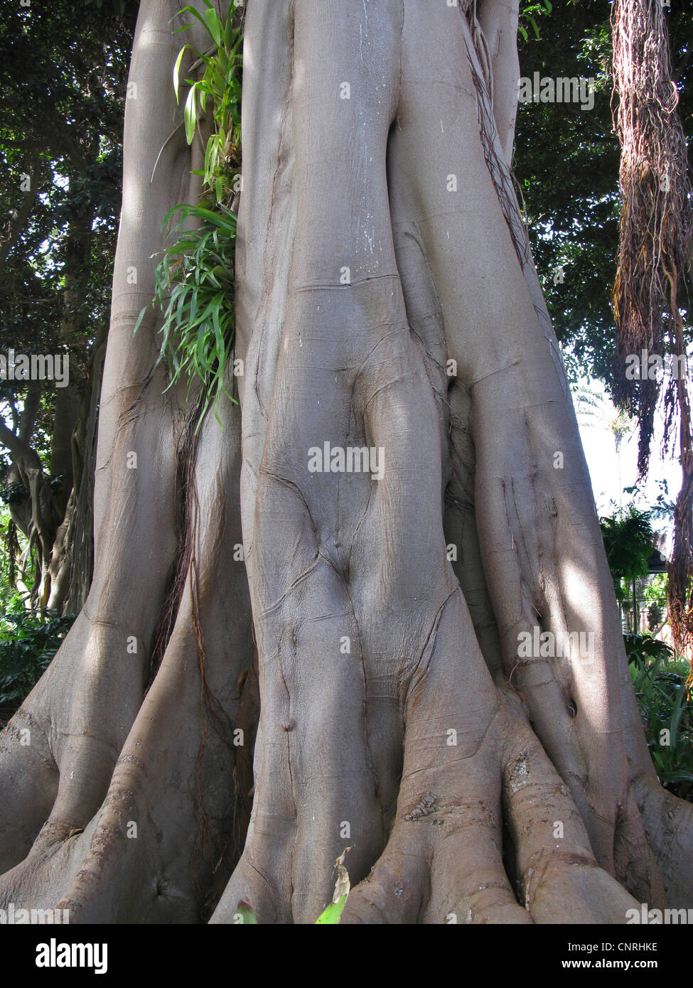 Lord Howe Banyan (Ficus Macrophylla SSP. Columnaris, Ficus Columnaris), stammen Stockfoto