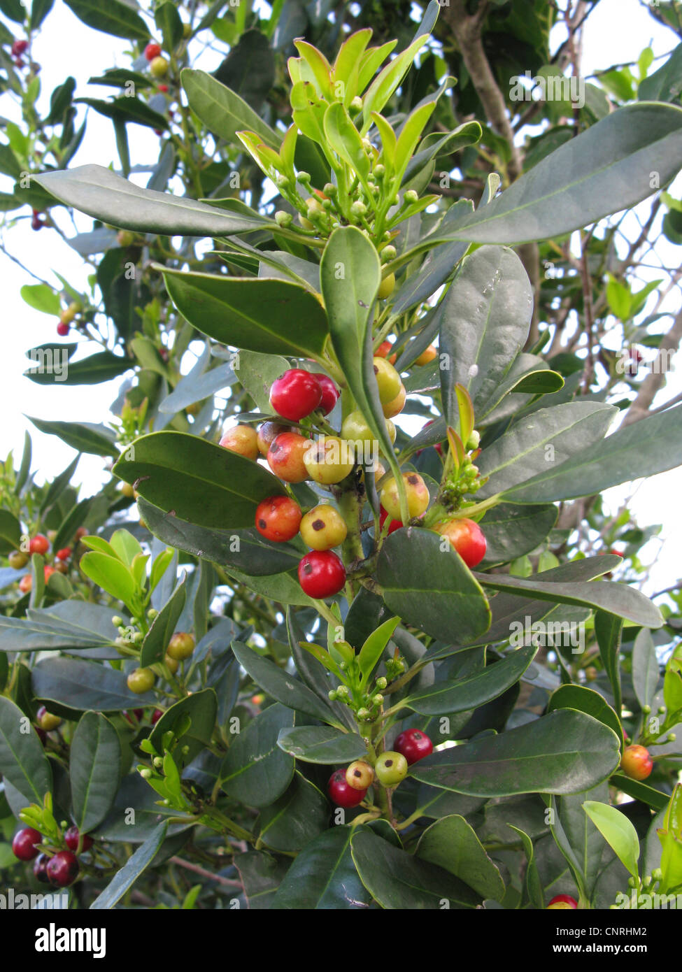 Kleinblättrige Stechpalme, Kanarischen Stockrose (Ilex Canariensis), Früchte, endemisch in Makaronesien, Kanarischen Inseln, Teneriffa Stockfoto
