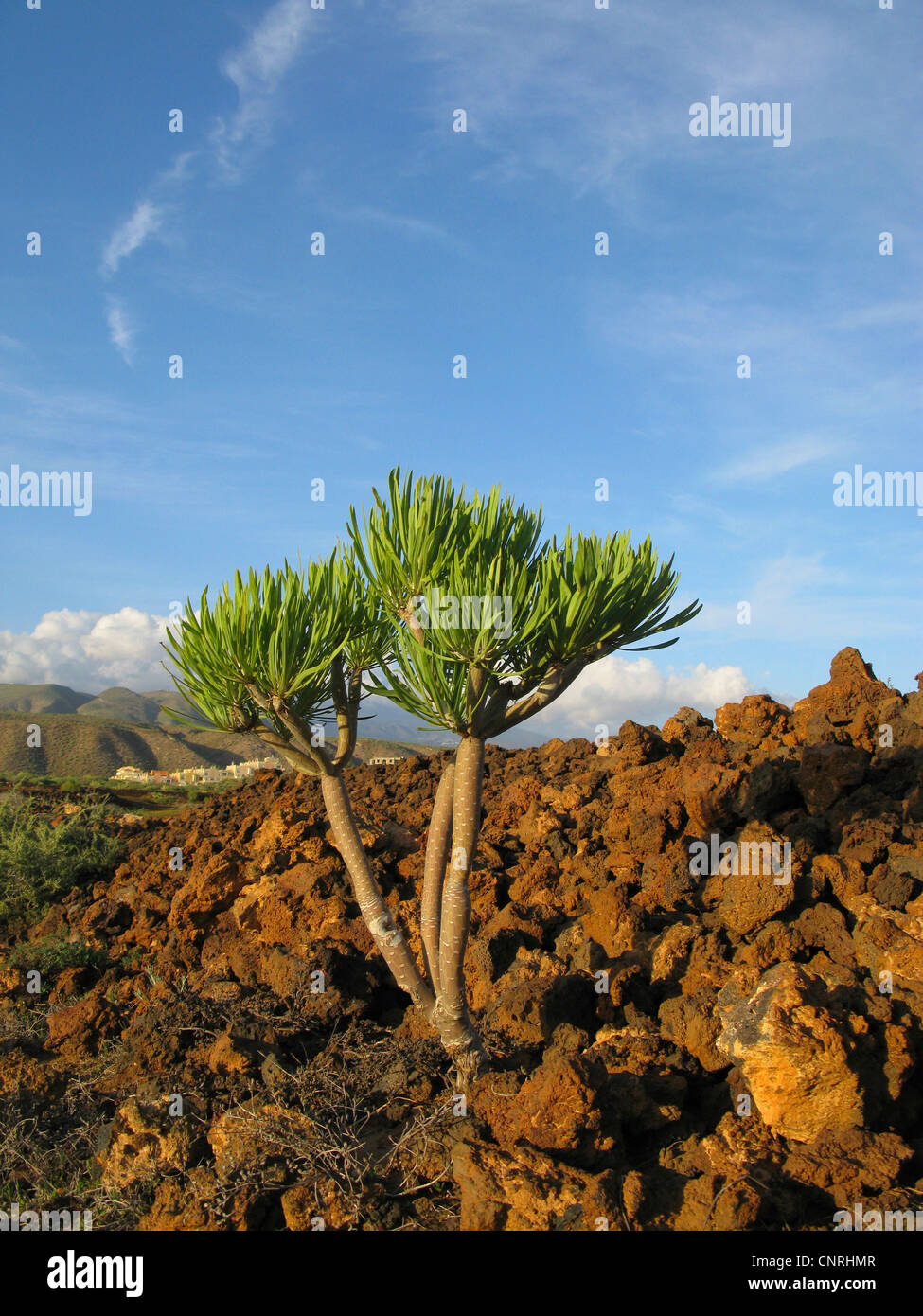 Verode, Berode (Kleinia Neriifolia, Senecio Kleinia), auf vulkanischem Gestein, Kanarische Inseln, Teneriffa Stockfoto