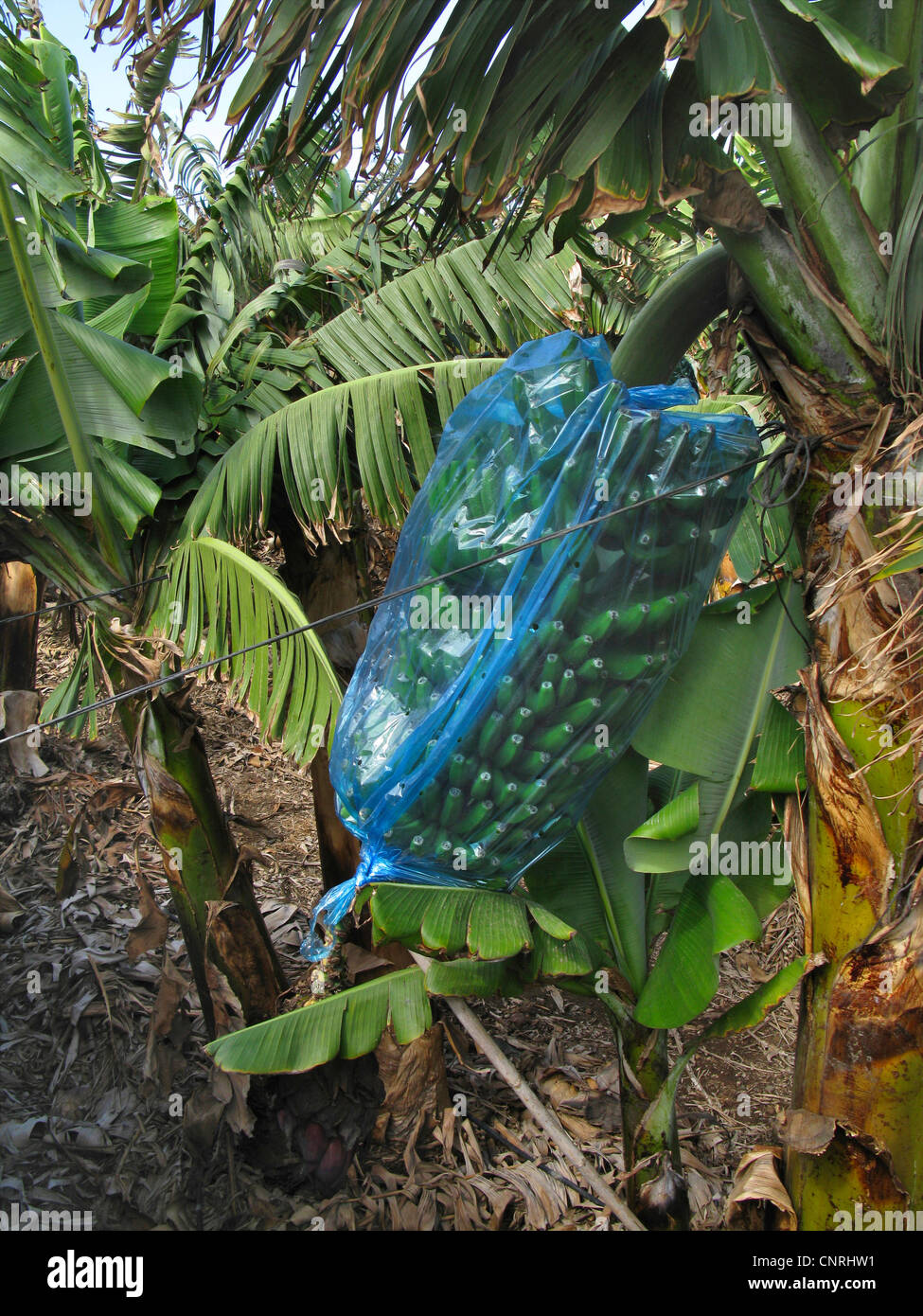 Banane (Musa Paradisiaca, Musa X paradisiaca), Bananenplantage, Fruchtstand bedeckt mit Plastiktüte, Kanarische Inseln, Teneriffa Stockfoto