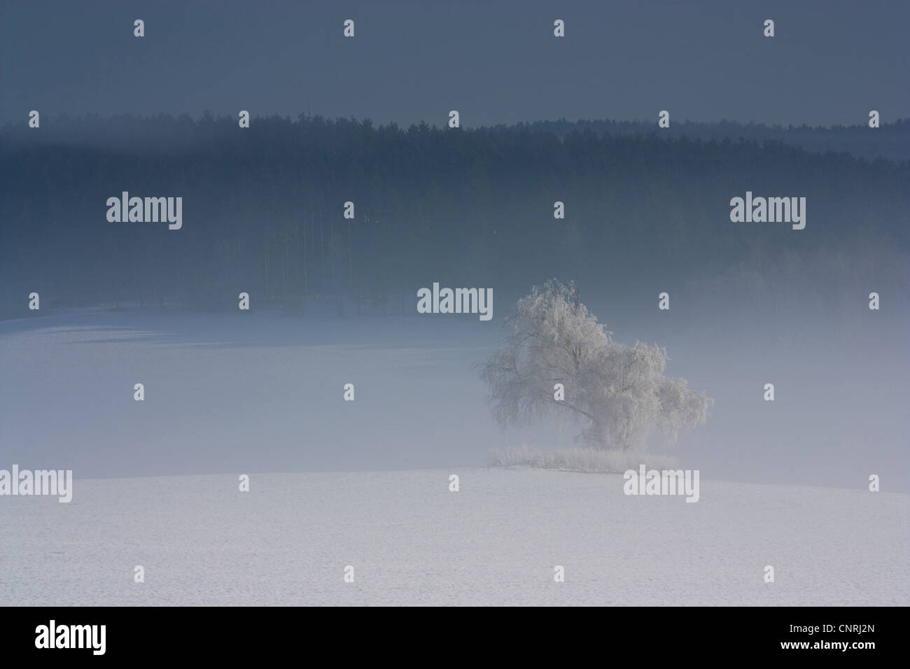 einzigen Baum in verschneiter Landschaft am Morgen mit Nebel, Deutschland, Sachsen, Vogtlaendische Schweiz Stockfoto