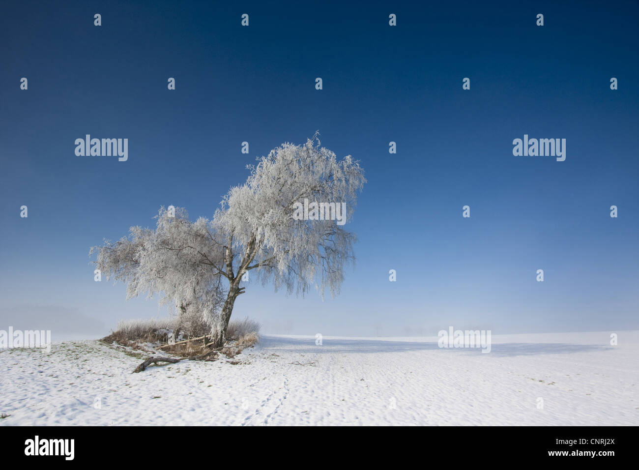 Bäume mit der aufgehenden Sonne in verschneiter Landschaft mit Nebel, Deutschland, Sachsen, Vogtlaendische Schweiz Stockfoto