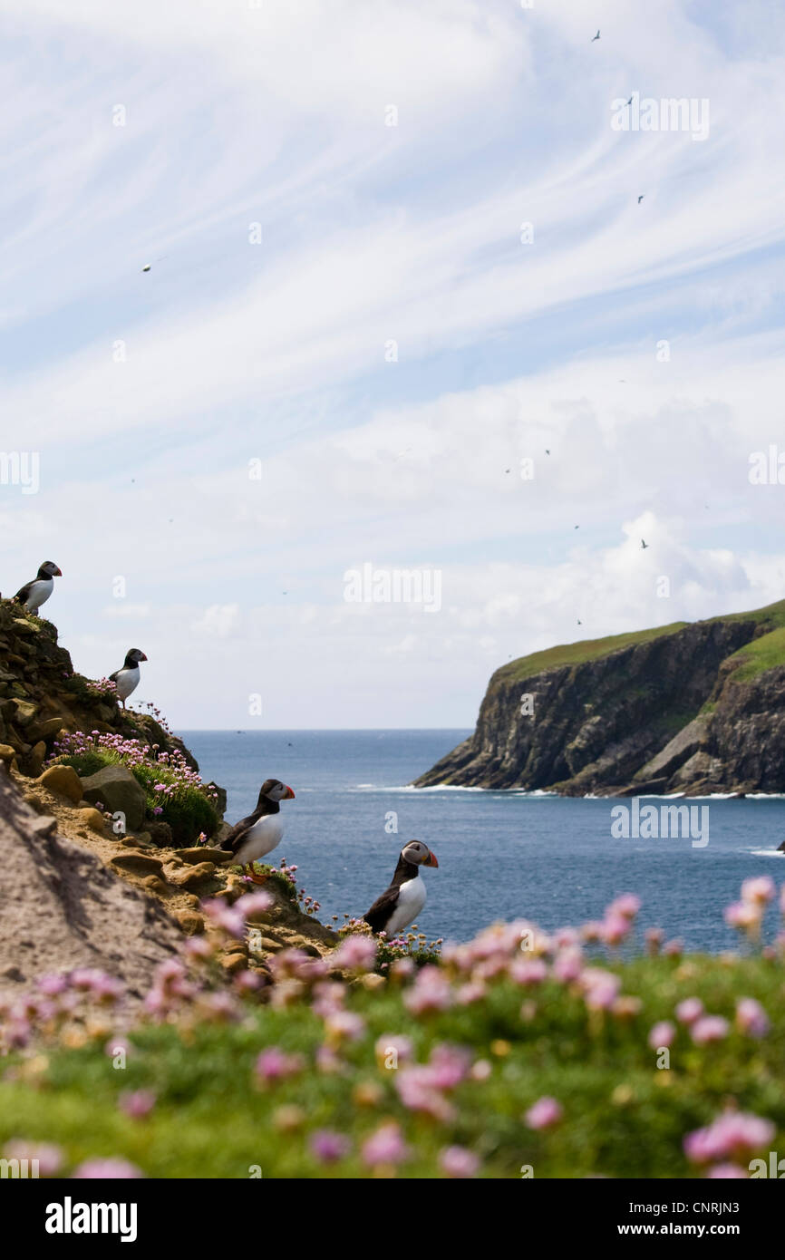 Papageitaucher, gemeinsame Papageientaucher (Fratercula Arctica), auf einer Klippe mit Armeria Maritima, Großbritannien, Schottland, Shetland-Inseln, Fair-Isle Stockfoto