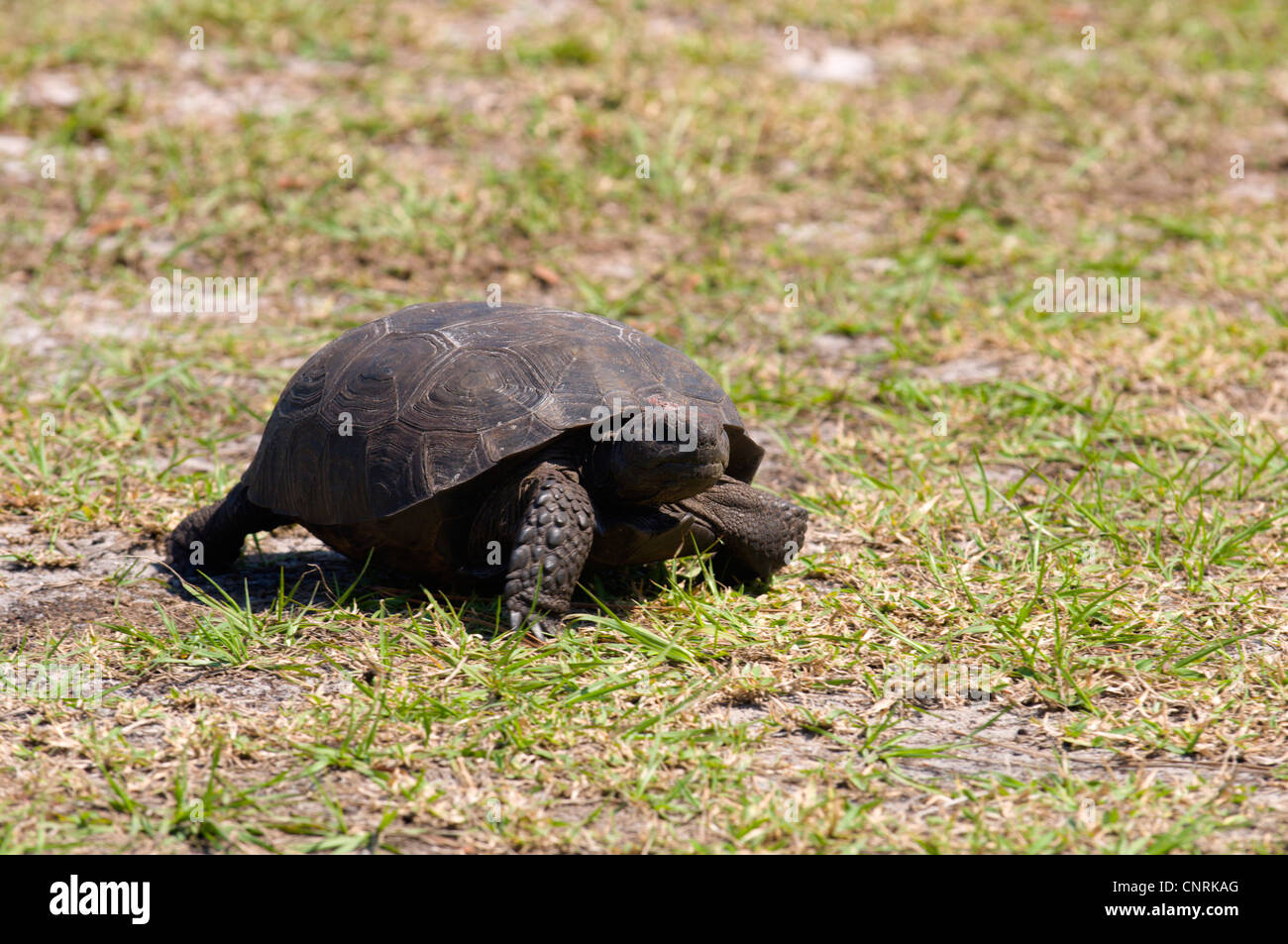 Gopher Schildkröte, Florida Gopher Schildkröte (Gopherus Polyphemus), zu Fuß über eine Wiese, USA, Florida Stockfoto